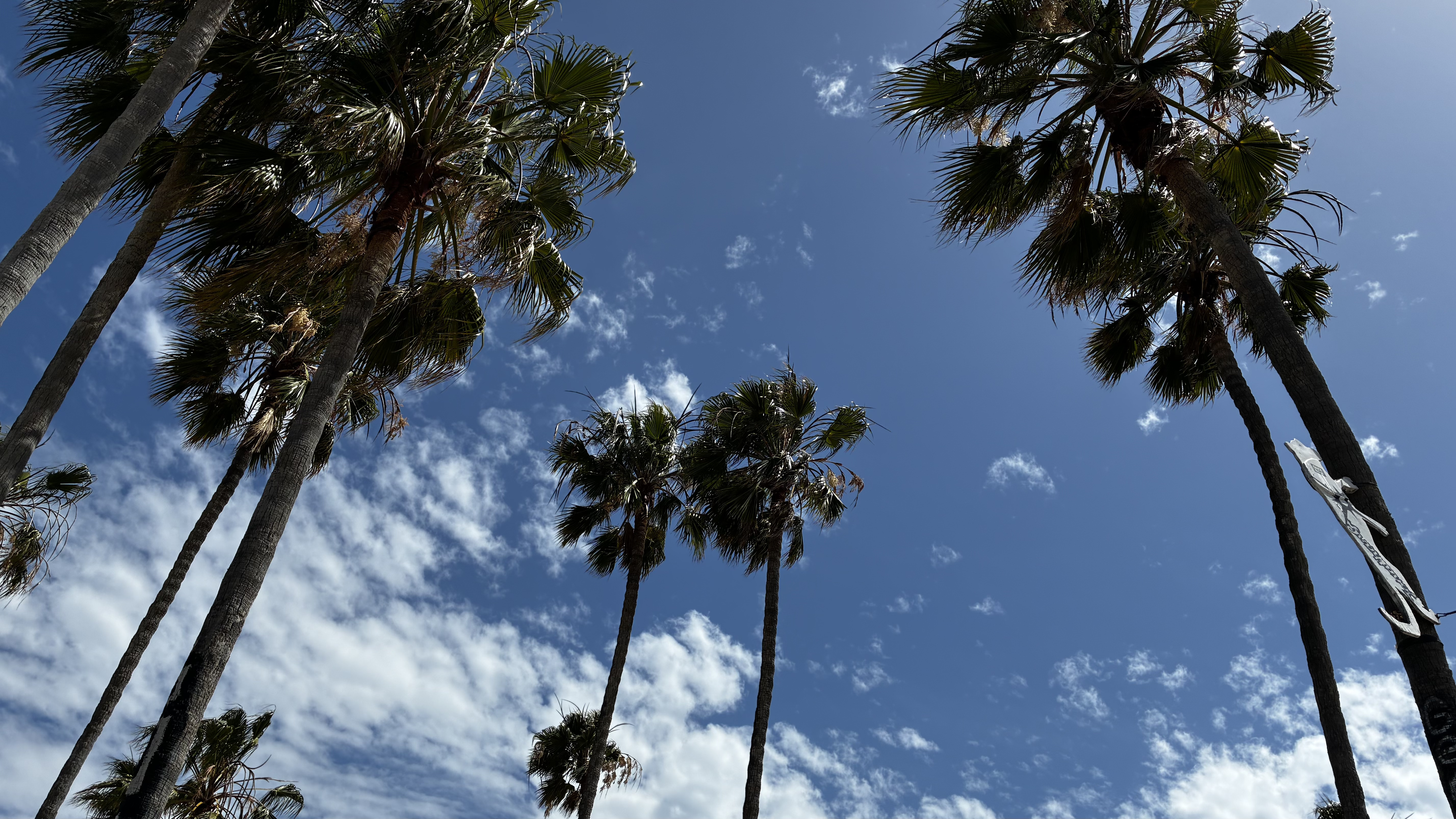 PALM TREES!!!